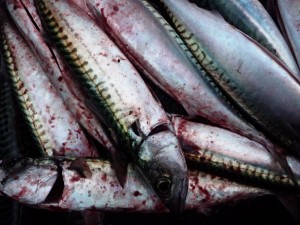 More mackerel