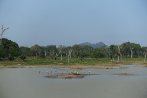 lake birds